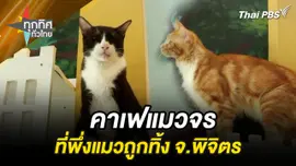 คาเฟแมวจรที่พึ่งแมวถูกทิ้ง จ.พิจิตร