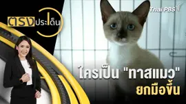 ใครเป็น "ทาสแมว" ยกมือขึ้น