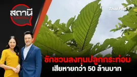 ชักชวนลงทุนปลูกกระท่อม เสียหายกว่า 50 ล้านบาท