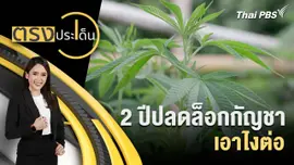 2 ปีปลดล็อกกัญชา เอาไงต่อ