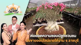 ต่อยอดความชอบปลูกชวนชมส่งขายออนไลน์รายได้งาม จ.ราชบุรี | วันใหม่วาไรตี้ | 20 ก.พ. 68