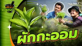 ผักกะออม