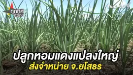 ปลูกหอมแดงแปลงใหญ่ส่งจำหน่าย จ.ยโสธร
