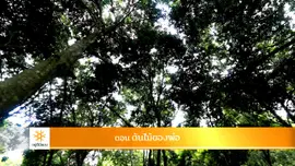 ต้นไม้ของพ่อ​