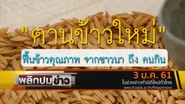 ตานข้าวใหม่ ฟื้นข้าวคุณภาพจากชาวนาถึงคนกิน