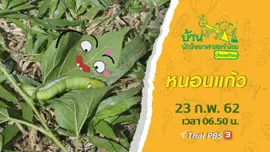 หนอนแก้ว