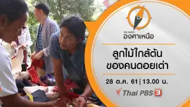 ลูกไม้ใกล้ต้น ของคนดอยเต่า