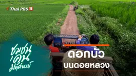 ดอกบัวบนดอยหลวง