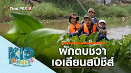 ผักตบชวาเอเลียนสปีชีส์