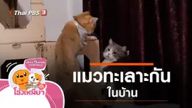 แมวทะเลาะกันในบ้าน