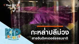 กะหล่ำปลีม่วง