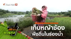 หญ้าช้อง