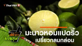 มะนาวหอมแปดริ้ว