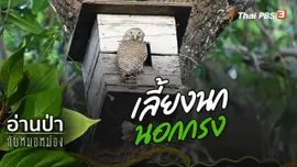 เลี้ยงนกนอกกรง