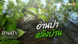 อ่านป่าหลังบ้าน