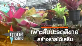 เพาะสับปะรดสีขาย สร้างรายได้เสริม