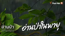 อ่านป่าในพายุ