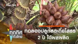 ทดลองปลูกสละ 2 ปี ได้ผลผลิต จ.ยโสธร
