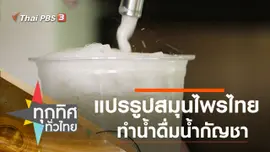 แปรรูปสมุนไพรไทยทำน้ำดื่มน้ำกัญชา