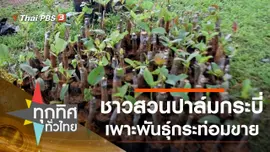 ชาวสวนปาล์มกระบี่เพาะพันธุ์กระท่อมขาย