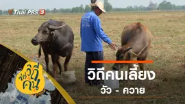 วิถีคนเลี้ยงวัว - ควาย
