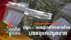 ปลูก - แปรรูปฟ้าทะลายโจรบรรจุแคปซูลขาย