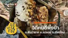 วิถีคนตีผึ้งป่า ต.สันป่ายาง อ.แม่แตง จ.เชียงใหม่