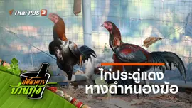 ไก่ประดู่แดงหางดำหนองฆ้อ
