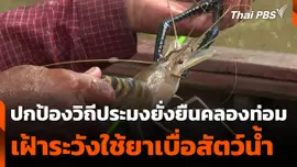 ปกป้องวิถีประมงยั่งยืนคลองท่อม เฝ้าระวังใช้ยาเบื่อสัตว์น้ำ จ.กระบี่