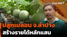 ปลูกเมลอนสร้างรายได้หลักแสน จ.ลำปาง