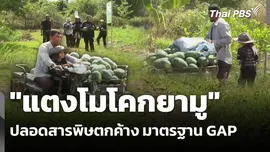 "แตงโมโคกยามู" ปลอดสารพิษตกค้าง มาตรฐาน GAP