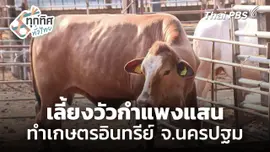 เลี้ยงวัวกำแพงแสน ทำเกษตรอินทรีย์ จ.นครปฐม 