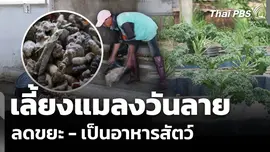เลี้ยงแมลงวันลาย ลดขยะ - เป็นอาหารสัตว์ 