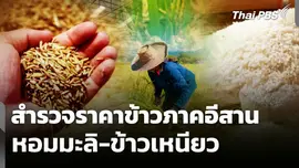 สำรวจราคาข้าวภาคอีสาน หอมมะลิ-ข้าวเหนียว