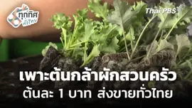 เพาะต้นกล้าผักสวนครัว ต้นละ 1 บาท ส่งขายทั่วประเทศ