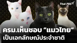 ครม.เห็นชอบ "แมวไทย" เป็นเอกลักษณ์ประจำชาติ