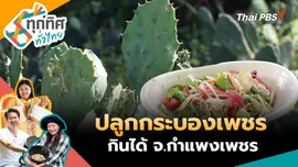 ปลูกกระบองเพชรกินได้ จ.กำแพงเพชร