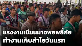 แรงงานเมียนมาอพยพลี้ภัยทำงานเก็บลำไยวันแรก
