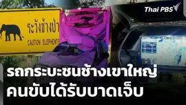 รถกระบะชนช้างเขาใหญ่ คนขับได้รับบาดเจ็บ