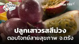 ปลูกเสาวรสสีม่วง ตอบโจทย์สายสุขภาพ จ.ตรัง