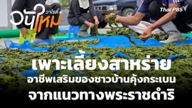 เพาะเลี้ยงสาหร่ายอาชีพเสริมของชาวบ้านคุ้งกระเบนจากแนวทางพระราชดำริ
