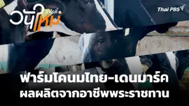 ฟาร์มโคนมไทย-เดนมาร์ค ผลผลิตจากอาชีพพระราชทาน