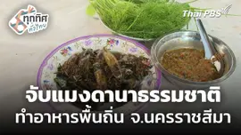จับแมงดานาธรรมชาติ ทำอาหารพื้นถิ่น จ.นครราชสีมา