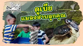 ดูเบีย แมลงสาบลูกคุณ