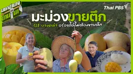 มะม่วงขายตึก GI บางคล้า อร่อยได้ไม่ต้องขายตึก