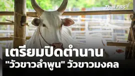เตรียมปิดตำนาน! "วัวขาวลำพูน" วัวขาวมงคล