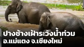ปางช้างเฝ้าระวังน้ำท่วม อ.แม่แตง จ.เชียงใหม่ 