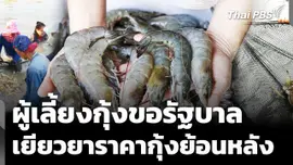 ผู้เลี้ยงกุ้งขอรัฐบาล เยียวยาราคากุ้งย้อนหลัง