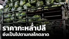 ราคากะหล่ำปลียังเป็นไปตามกลไกตลาด หลังเกิดดรามา