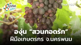 ชิมองุ่น "สวนกอดรัก" ฝีมือเกษตรกรรุ่นใหม่ จ.นครพนม